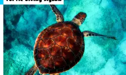 Turtle Diving Jigsaw image