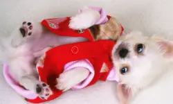 Lovely Puppy Slide image