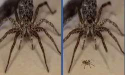 Spider Hidden Difference image