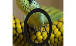 Wildlife Animal Trivia:Test Your Knowledge! image