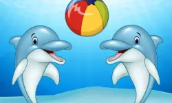 Dolphin Show image