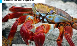 Beach Crab Jigsaw image