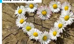 Daisy Heart Jigsaw image