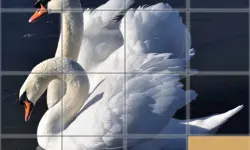 Animals Slide Puzzle image