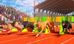 Dog Run 3D image