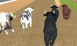 Bull Racing image