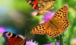 Butterfly Slide image