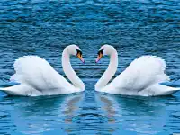 Swans Slide background