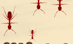 Smash All Ants image