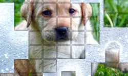PicPu Dog image